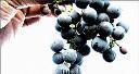 GRENACHE NOIR