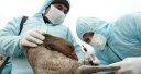 L’inquiétant projet Pentagone: vaccin contre grippe aviaire dans contexte guerre biologique