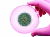 INFECTION FONGIQUE L’espoir d’un traitement universel