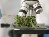 CANNABIS Pourquoi consommation peut vous plomber