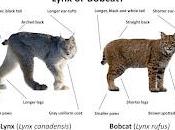 Pour rester avec félins