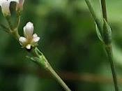 Aspérule l'esquinancie (Asperula cynanchica)