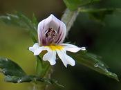 Euphraise raide (Euphrasia stricta)