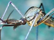 ZIKA, DENGUE Priver moustique protection contre l’infection