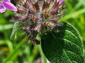 Calament clinopode (Clinopodium vulgare)