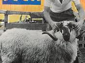 Paul McCartney “gêné” lorsque gens voient troupeau moutons inhabituel