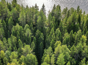 Quid groupements forestiers investissement