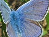 Argus bleu (Polyommatus icarus)