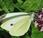 Piéride rave (Pieris rapae)