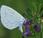 Azuré nerpruns (Celastrina argiolus)