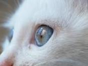 chat "ailé" découvert Chine photos)