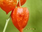 Physalis