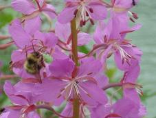 rôle insectes pollinisateurs