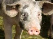 cochon empêche femme sortir chez elle