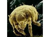 acariens comme vous avez jamais