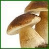 Concours: Appuie Champignon!!