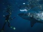 Plongée milieu requins sensations fortes garanties