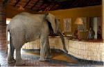 troupeau d'éléphants sauvages dans l'hôtel