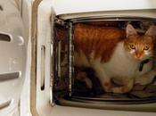 Saucisse lave plus blanc