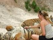 tigre prend pour peluche