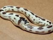 serpents mauvaise posture