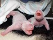 Surprenant l'évolution d'un bébé panda images
