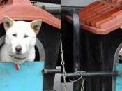 Incroyable routier balade chien sous camion