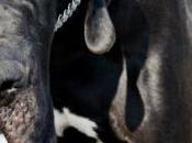 plus grand chien d'Angleterre régime avant subir opération chirurgicale