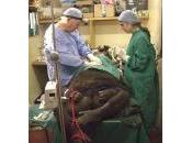 Cette opération d'un gorille première réalisée jour