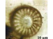 plancton marin retrouvé dans l'ambre fossile