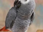 perroquet sous Prozac après décès propriétaire