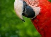 perroquet fuite appelle propriétaires