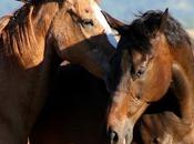 rêve chevaux, donc…