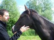 rival cheval face mouette