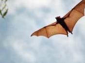 images bébés chauves-souris recueillis après tempête