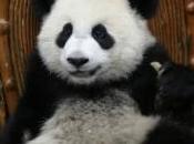 images elle maquille chien panda frôle l'arrestation