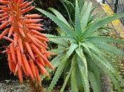 L’aloe Vera, parle beaucoup