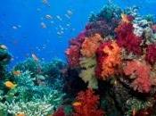 images récifs corail, gravement menacés l'acidification océans