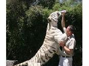 Samedi c'est régime...pour tigres