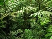 jungle inexplorée découverte grâce Google Earth, découvrez images