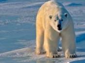 homme saute dans l'enclos d'un ours pour devenir