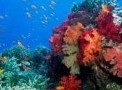récifs coralliens détruits tsunami 2004 récupèrent rapidement
