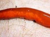 étrange animal venu mers