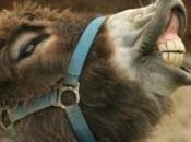 ânes égyptiens devront porter couches