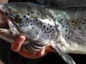 saumons d'Ecosse menacés infection mortelle