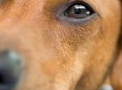 femme nourrit chien sein