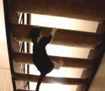 chat joue ninja dans escaliers