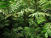 disparition forêts tropicales divise communauté scientifique