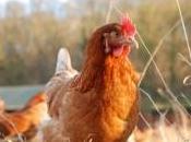 volailles élevées batterie seraient plus saines poulets fermiers