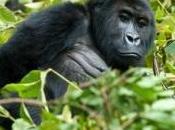 femelle gorille opérée d'une tumeur l'utérus, découvrez images